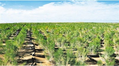 来民勤种棵树吧：沙漠中的绿色希望