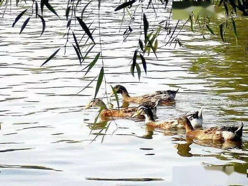 春江水暖鸭先知：我眼中的生态画卷