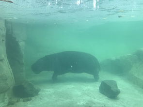 长隆动物园辟谣：斑海豹被铁链固定水下？真相竟是这样！