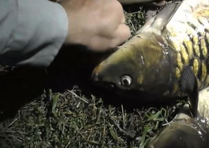 男生钓鱼偶遇彩狸主动爬上肩贴贴：一场人与自然的奇妙邂逅