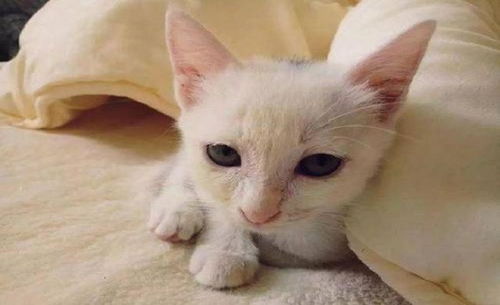 猫喜欢挨着主人睡，这样好不好呀？