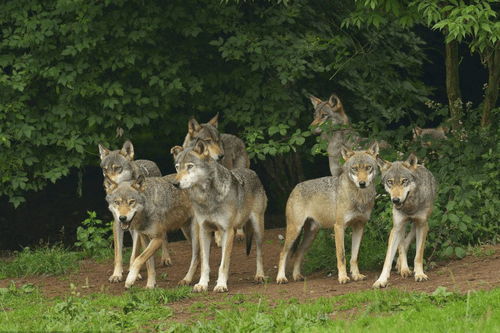 野外遇到狼，手里有一把大砍刀，人和狼谁会赢？