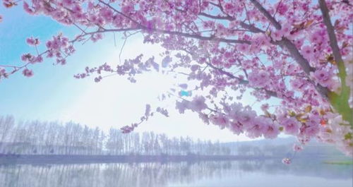 在春日与你邂逅：一场心灵的旅行