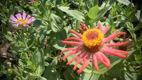 探寻菊花仙子的秘密：一段与花瓣的奇妙缘分