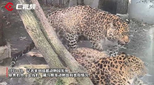 成都动物园黑豹“减肥计划”背后：饮食、运动与动物健康管理