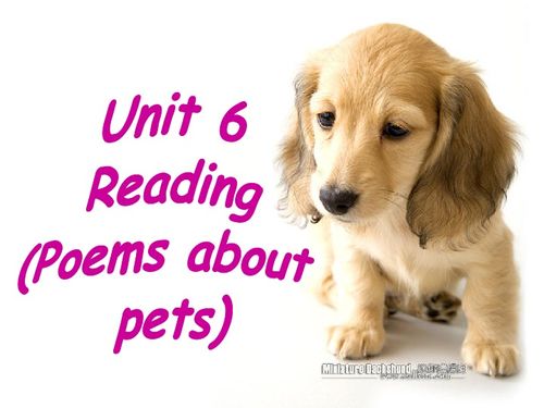 Unit 6 Pets Reading：Head to Head教学反思与实践