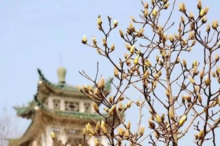 当百年古宅邂逅春日玉兰：一段穿越时光的江南浪漫