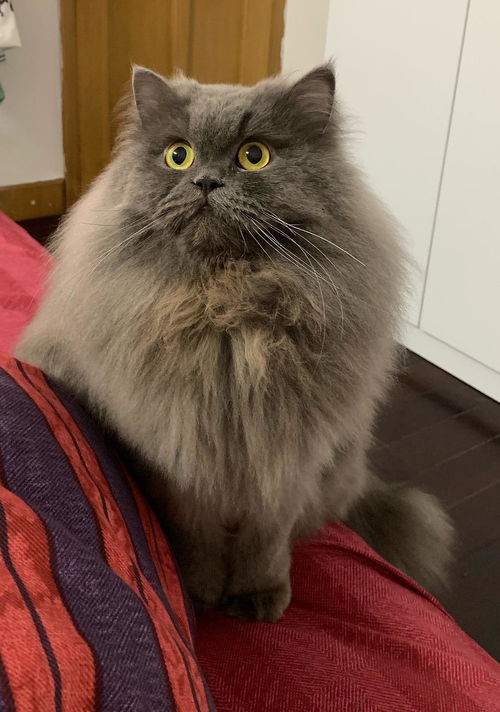 深入解析HIPPA：从个人视角解读复杂的数据安全标准