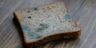 桃李等畅销面包频现发霉异物问题，消费者权益如何保障？