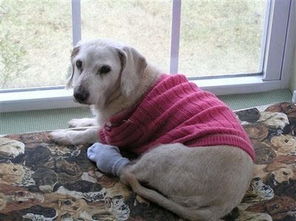 老人离世，忠犬守灵：人与动物之间最深沉的羁绊