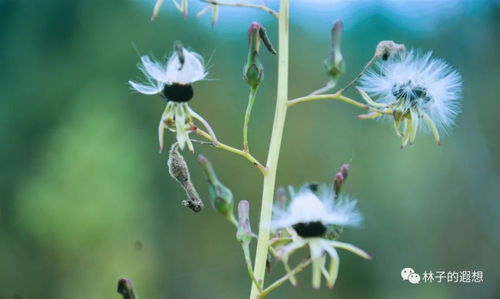 静淌时光，岁月生香：一场与自己的心灵对话