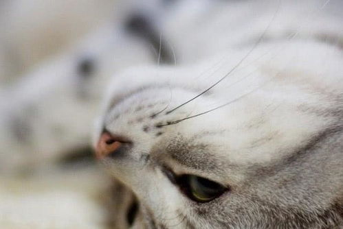 猫咪为什么会陪人睡一整晚？从科学到情感的深度解读