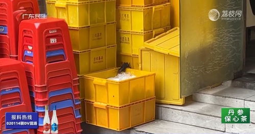 老鼠爬上餐具觅食，餐厅停业整改背后的故事