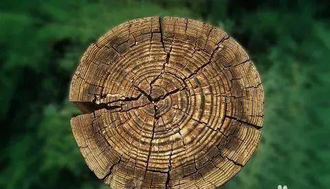 第1561天：生命的年轮，他用平凡书写不凡