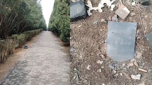 秦始皇陵甬道上的日本人植树纪念碑：历史与绿化的交织