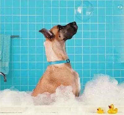 与“沐浴狗”相遇的奇妙故事