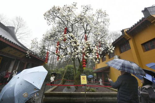 探访杭州千年古刹中的五百年玉兰：一场春日的视觉盛宴