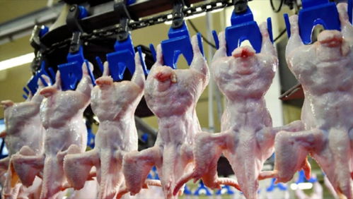 美国鸡蛋价格飙升超200%！背后真相大揭秘