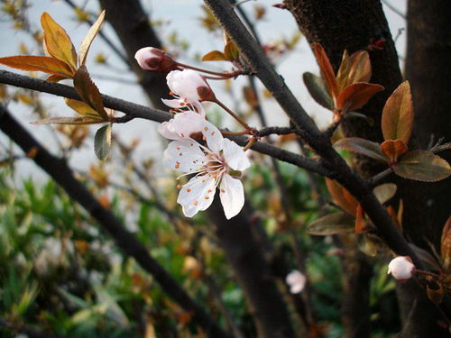 紫叶李花开正当时，与春天的浪漫邂逅