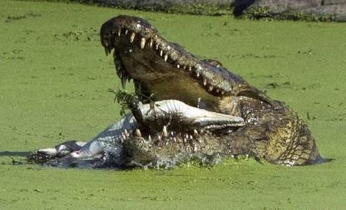 为什么我们会觉得鳄鱼是绿色的？