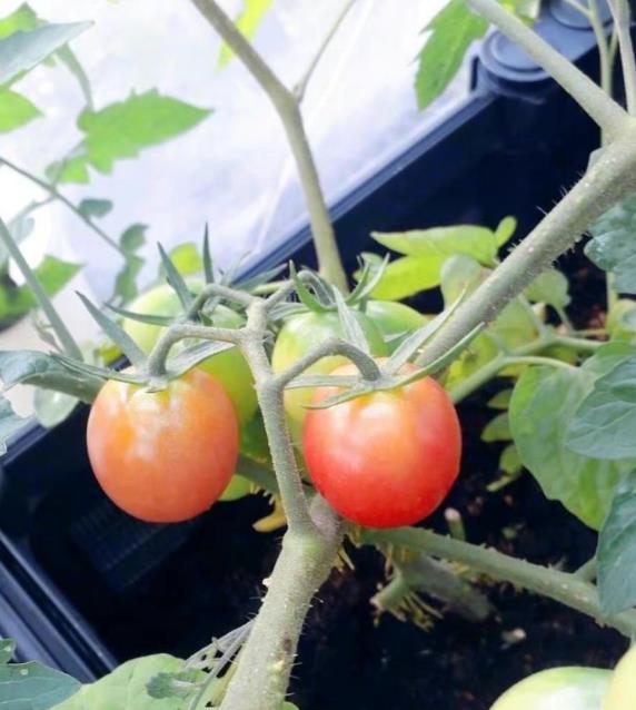 被10万人围观的“抽象相亲”：一场年轻人婚恋观念的变革