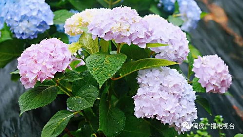 盛开的绣球花：一场与夏天的浪漫邂逅