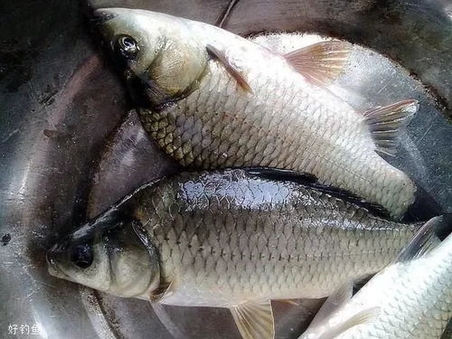 闲来讲老空：湖边醋鱼的奇妙故事