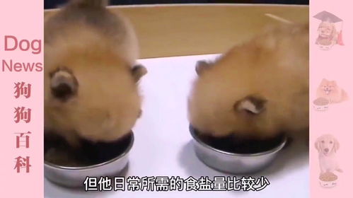 动物为什么可以不吃盐？揭秘背后的科学奥秘