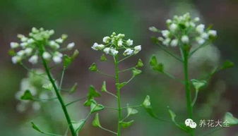 青春是一株逆行的野草：我的成长故事
