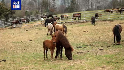 见证奇迹：珍稀宁强矮马喜添新丁