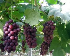 新手葡萄种植：这些品种助你轻松实现“葡萄自由”