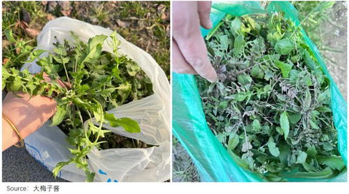 上海年轻人为何迷上了挖野菜？