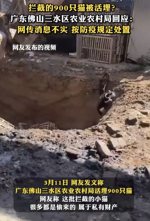 真相还原：农业农村局回应900只猫被活埋事件