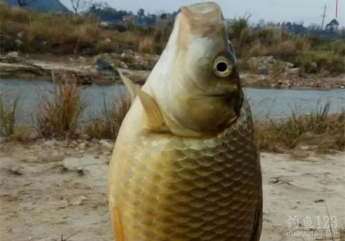 从菜市场到全国：陈鱼的美食传承与创新之路