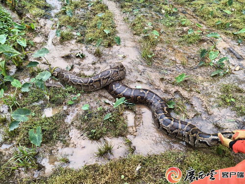 惊险！130斤巨蟒现身菜地，消防员紧急出动处置