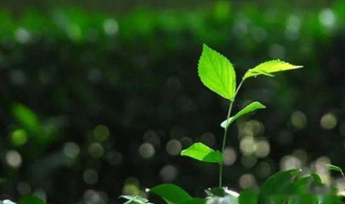 春日心语超会评：我在微博上的心灵之旅