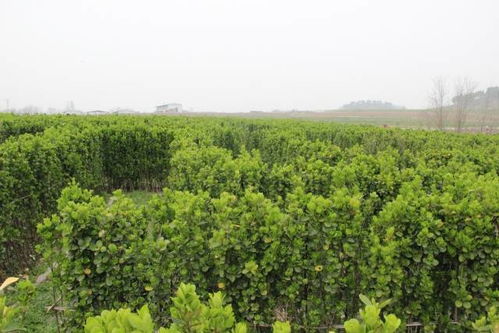 春日寻鲜：与野菜的浪漫邂逅