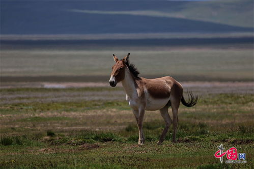 藏野驴在甘肃草原上演跑酷大片：人与自然的奇妙邂逅