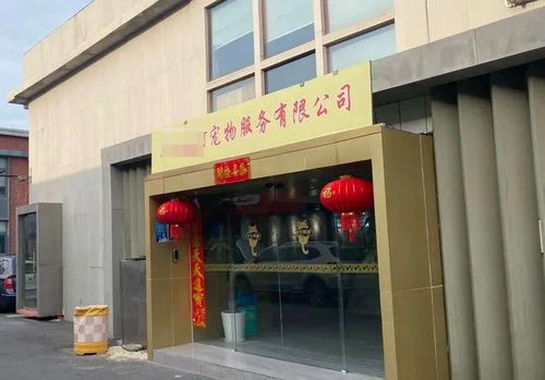 上海打掉一售卖“星期宠”团伙：揭秘宠物行业背后的黑暗面