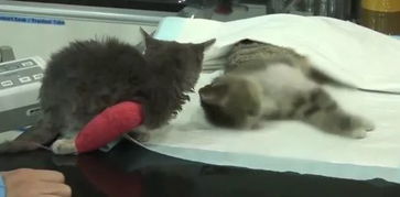 别让同情心成了流量寄生虫的养料