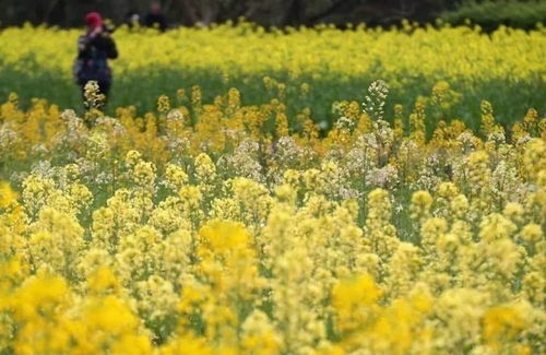 七彩油菜花美得像莫奈花园，他在这里找到了春天的秘密