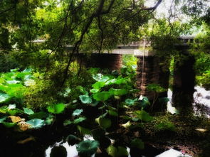 公园里的温暖邂逅：一段关于缘分与知音的故事