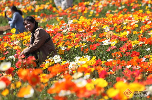 花开灿烂：一场与凌霄花的夏日邂逅