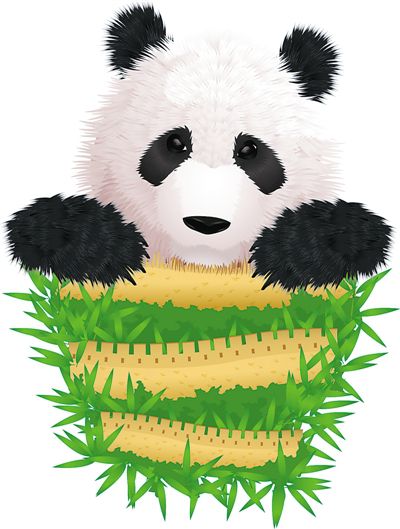 快乐的熊猫日：与海浜和星宝共度的奇妙时光