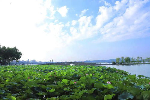 清早时光：从忙碌到从容的一天开始