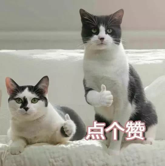 “胖猫”事件背后：近百吨外卖浪费的真相与责任谁来承担？