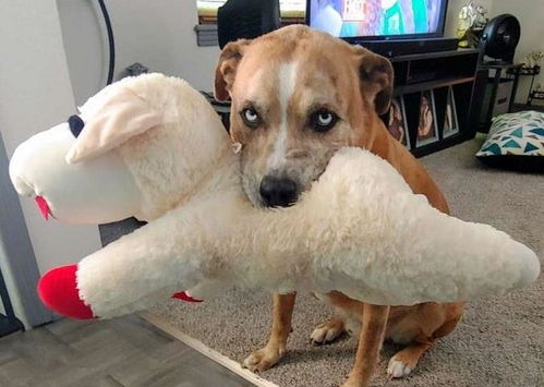 买到病狗不到一周就死亡，法院判了！