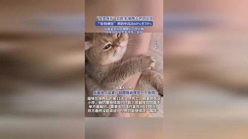 免费领养猫咪背后：爱宠人士的甜蜜陷阱与苦涩结局