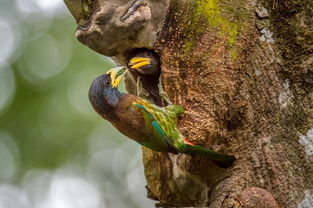 啄木鸟维修被315曝光后宣布「放弃公关」，维修行业标准化透明化为何如此艰难？