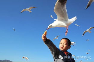 小朋友仰头喂海鸥，却被海鸥“反喂”！人鸥互动背后的故事